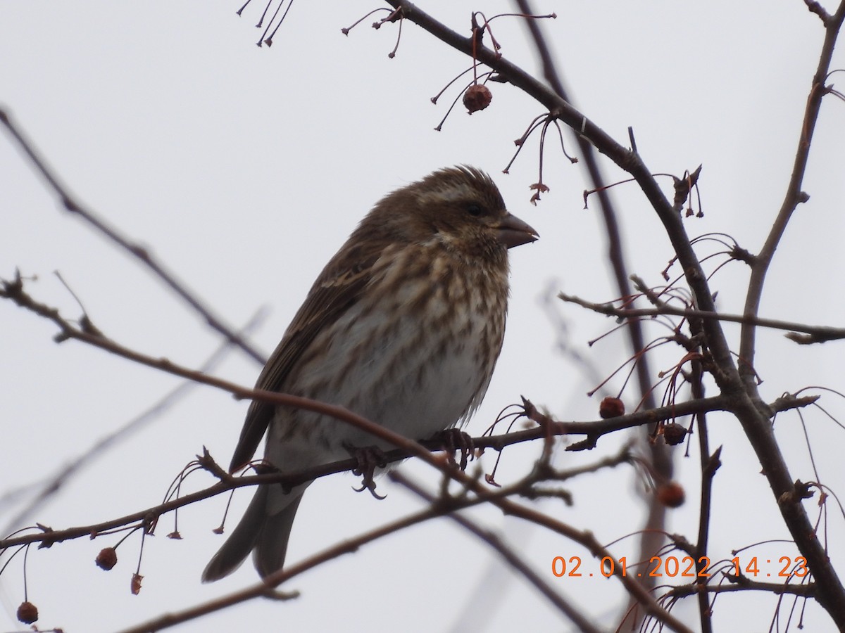 Purple Finch - ML412047081
