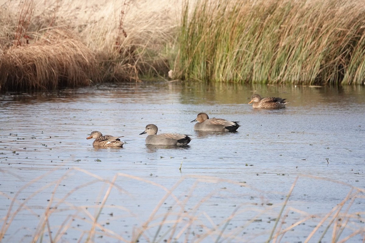 Gadwall - ML412047111