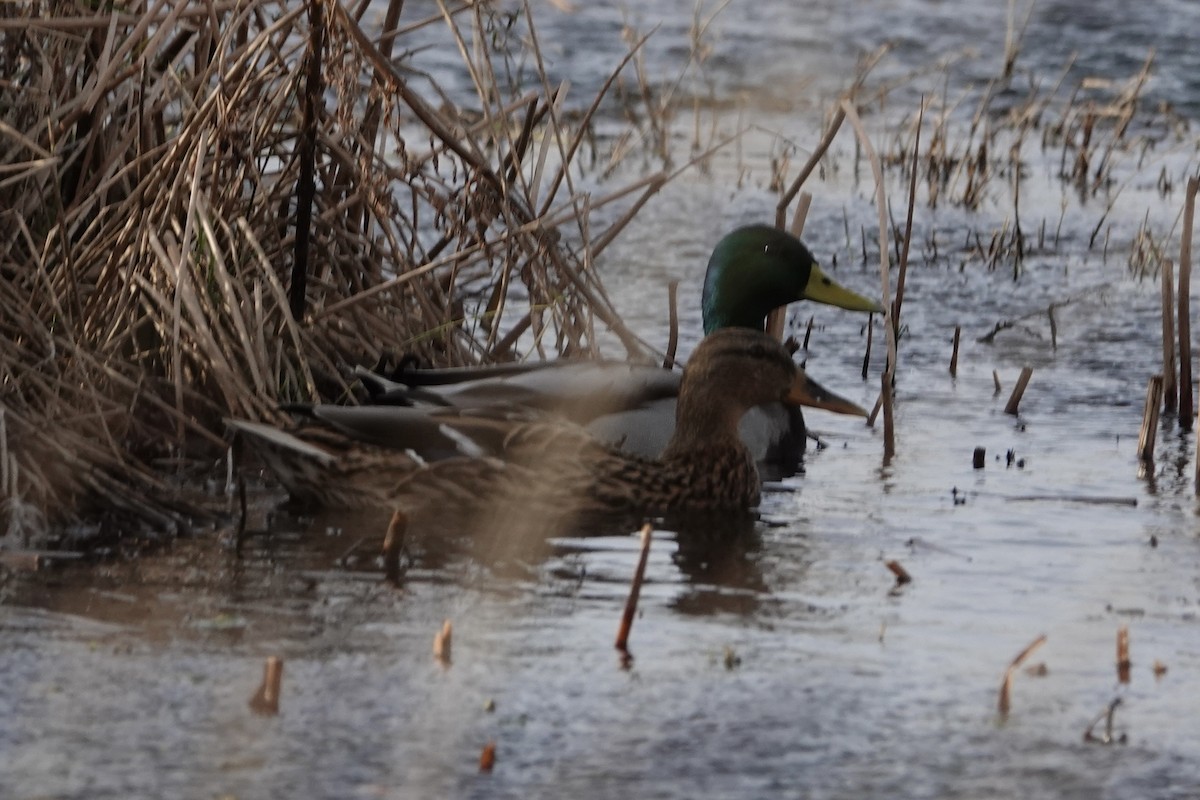 Mallard - ML412047811