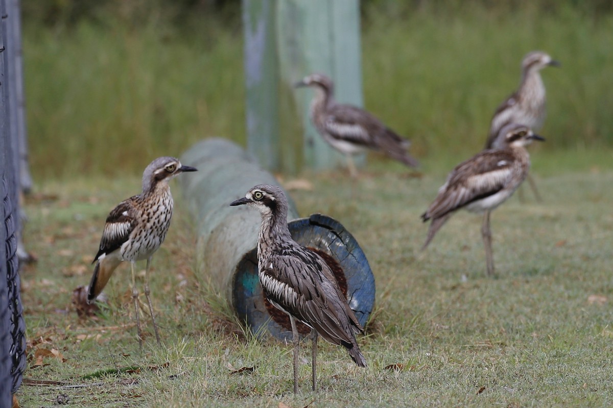 Bush Thick-knee - ML412047851