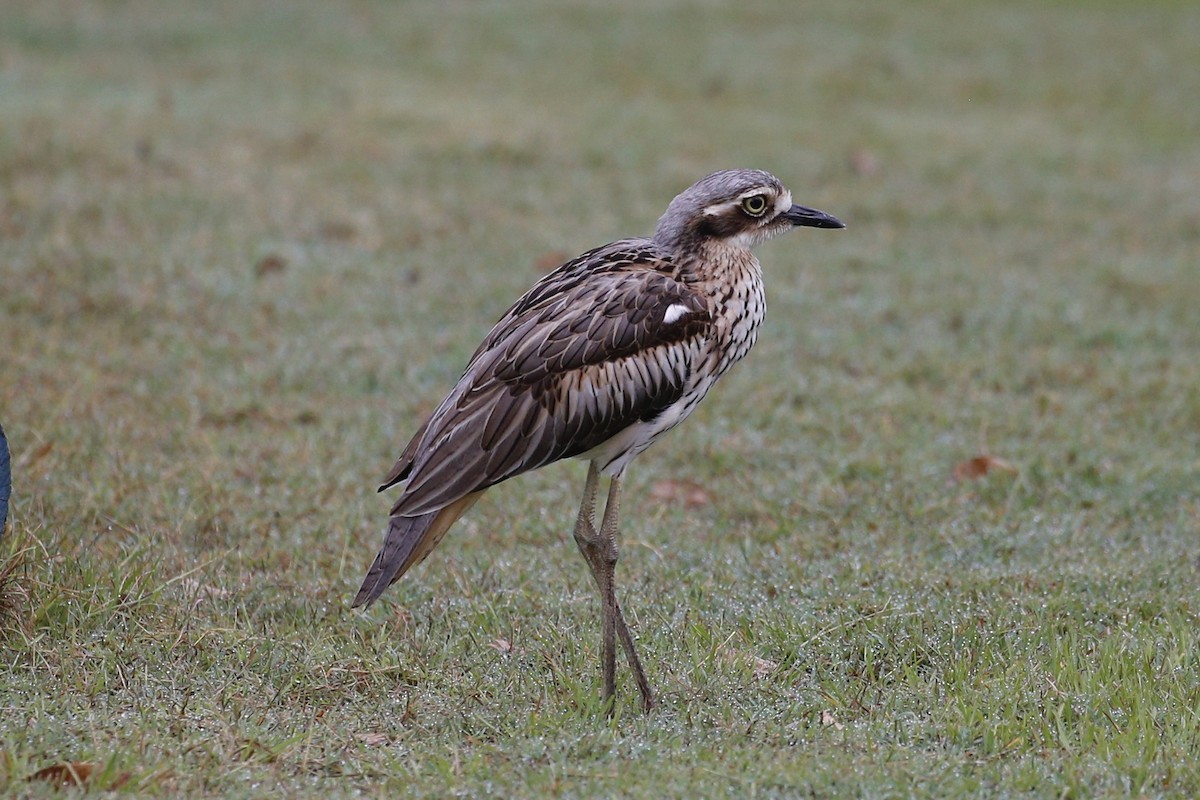 Bush Thick-knee - ML412047871