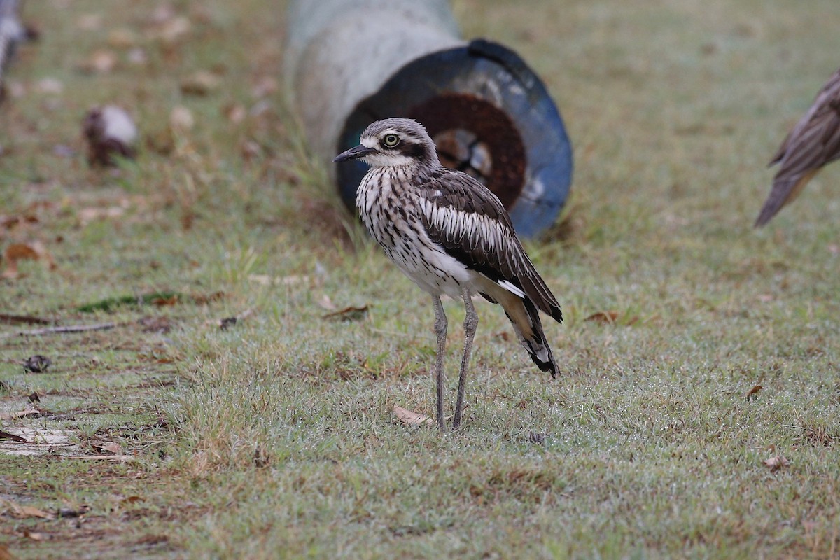 Bush Thick-knee - ML412047931