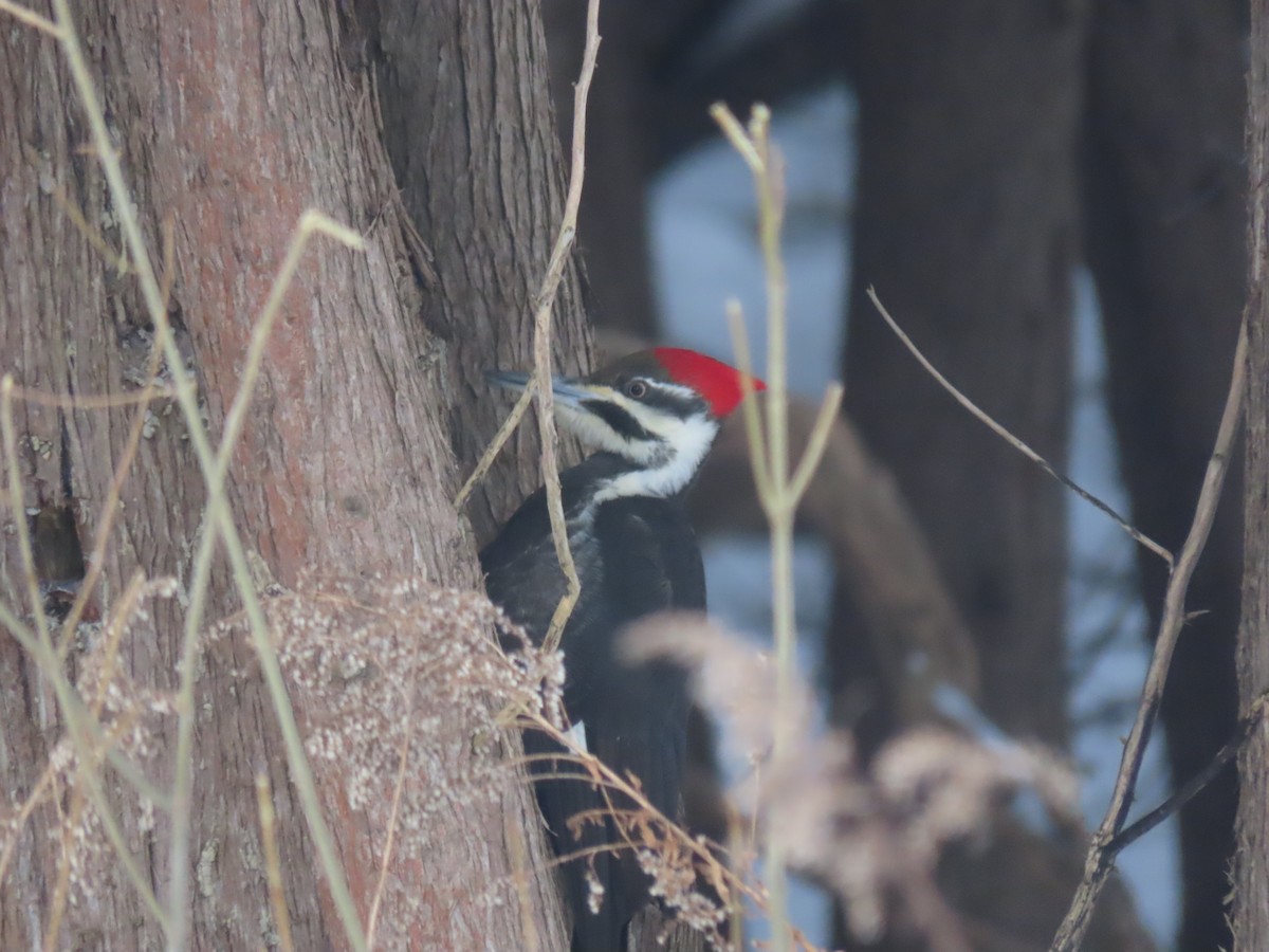 Pileated Woodpecker - ML412048751