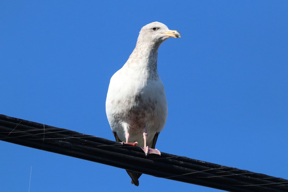 Western Gull - ML412049111
