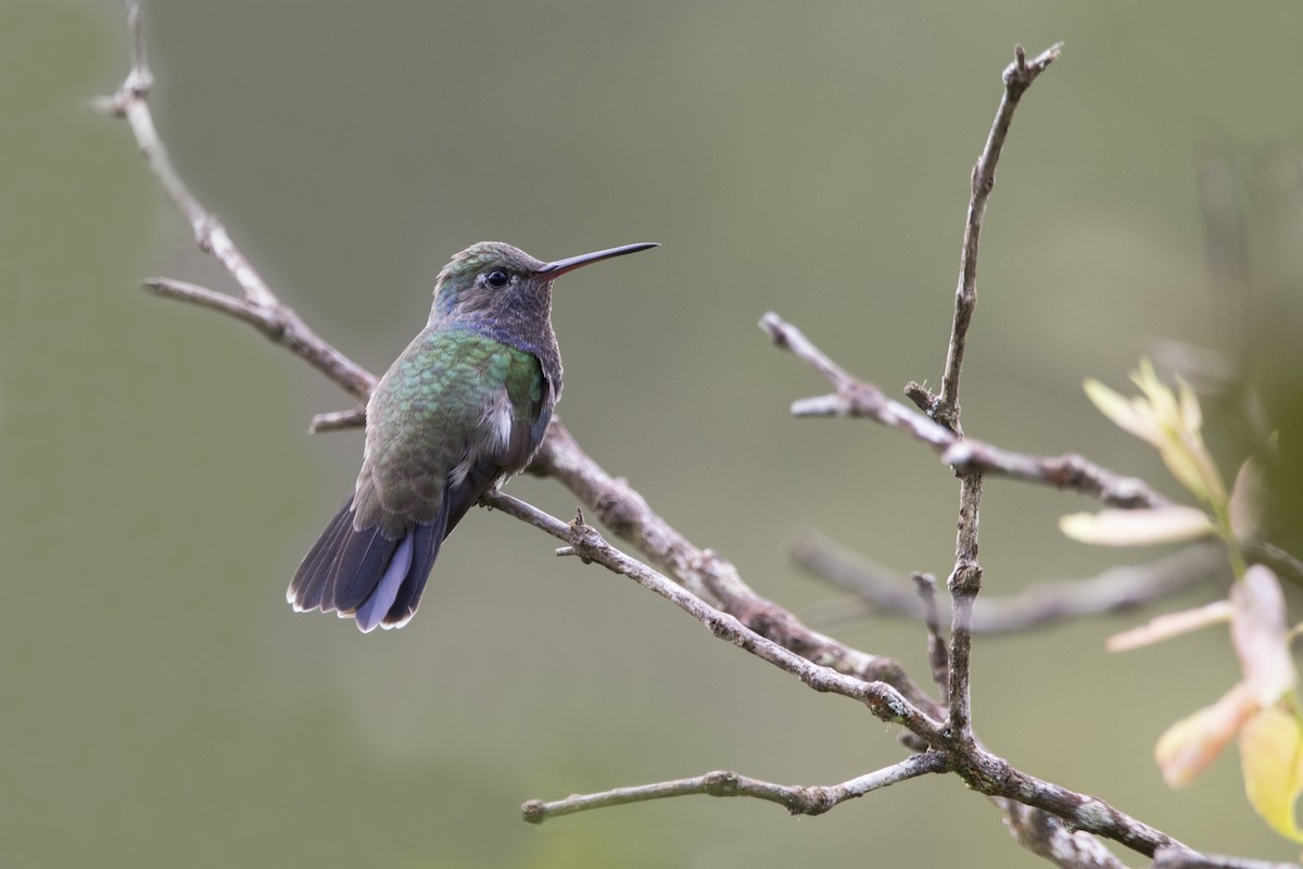 kolibřík safírový - ML412050171