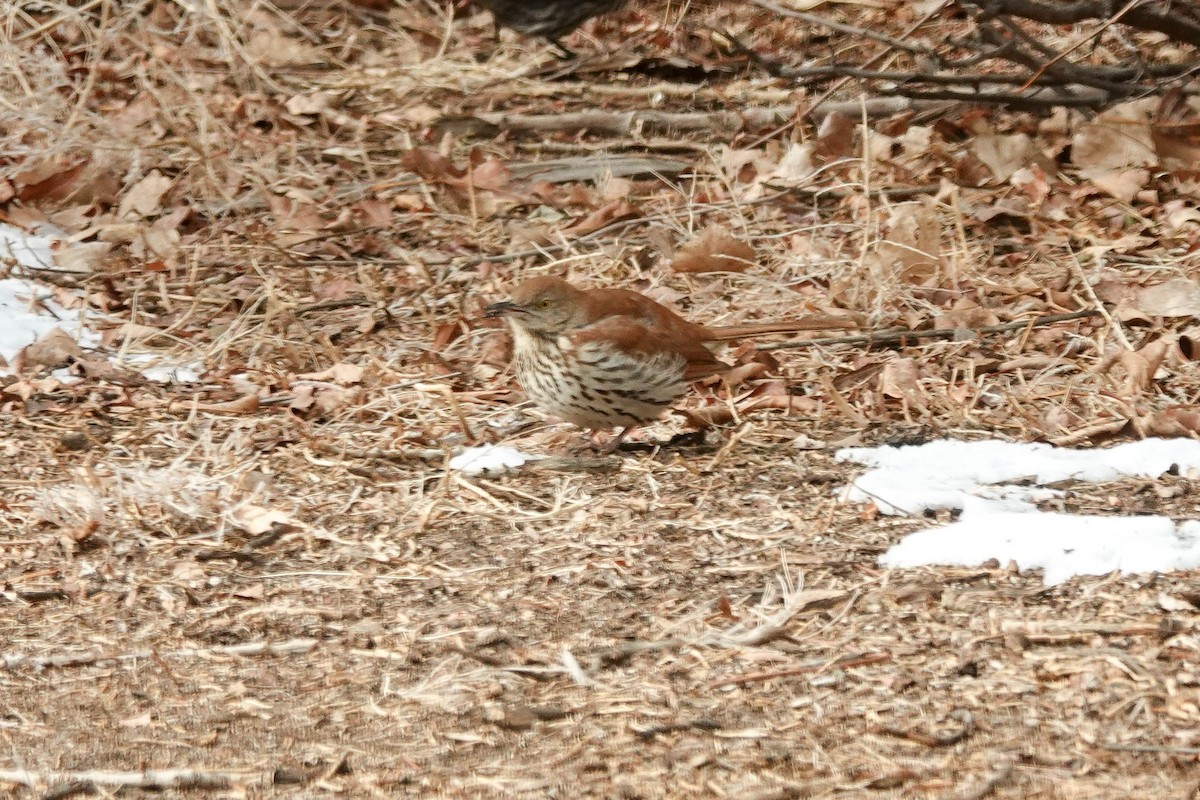 Brown Thrasher - ML412051441