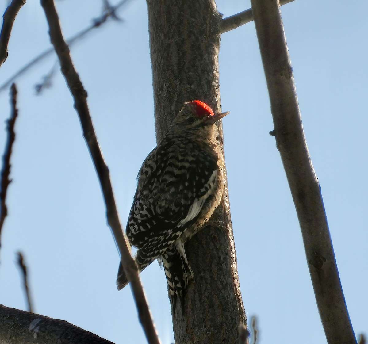 Yellow-bellied Sapsucker - ML412052321