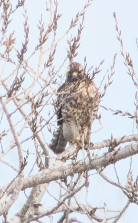 Red-shouldered Hawk - ML412053341
