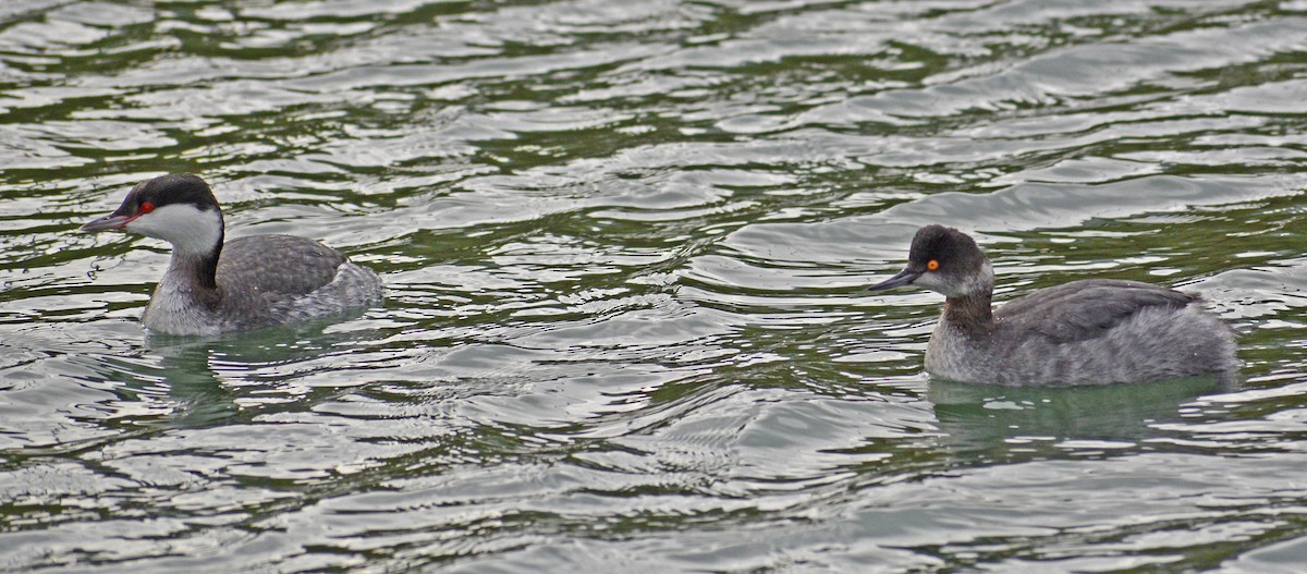 Eared Grebe - ML412054591