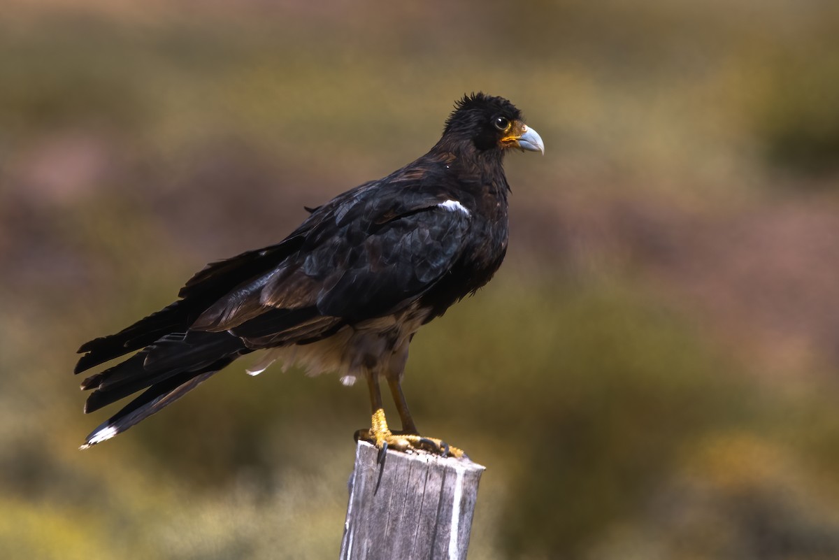 Caracara montagnard - ML412056961