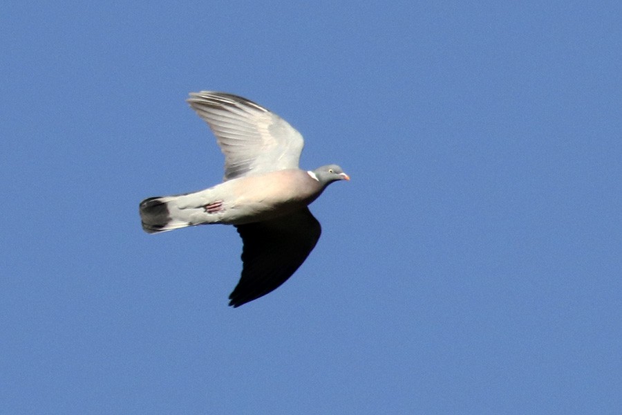 Common Wood-Pigeon - ML412057541