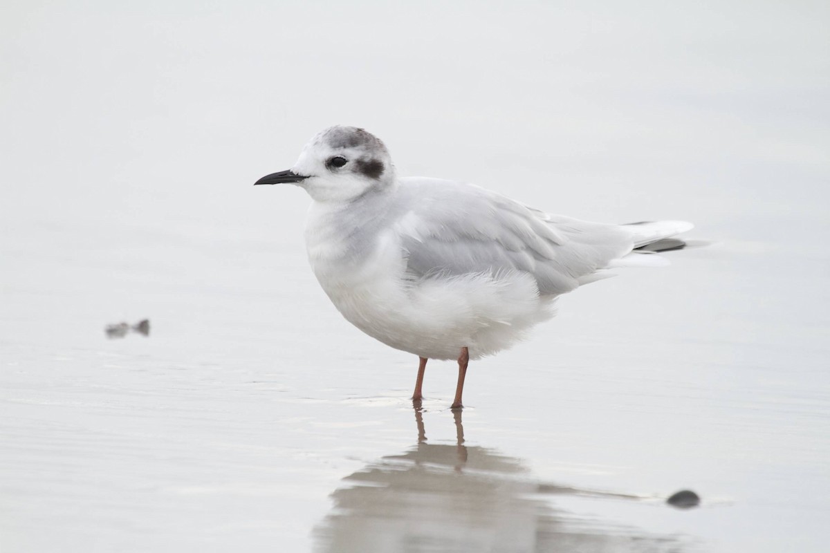Little Gull - Doug Hitchcox