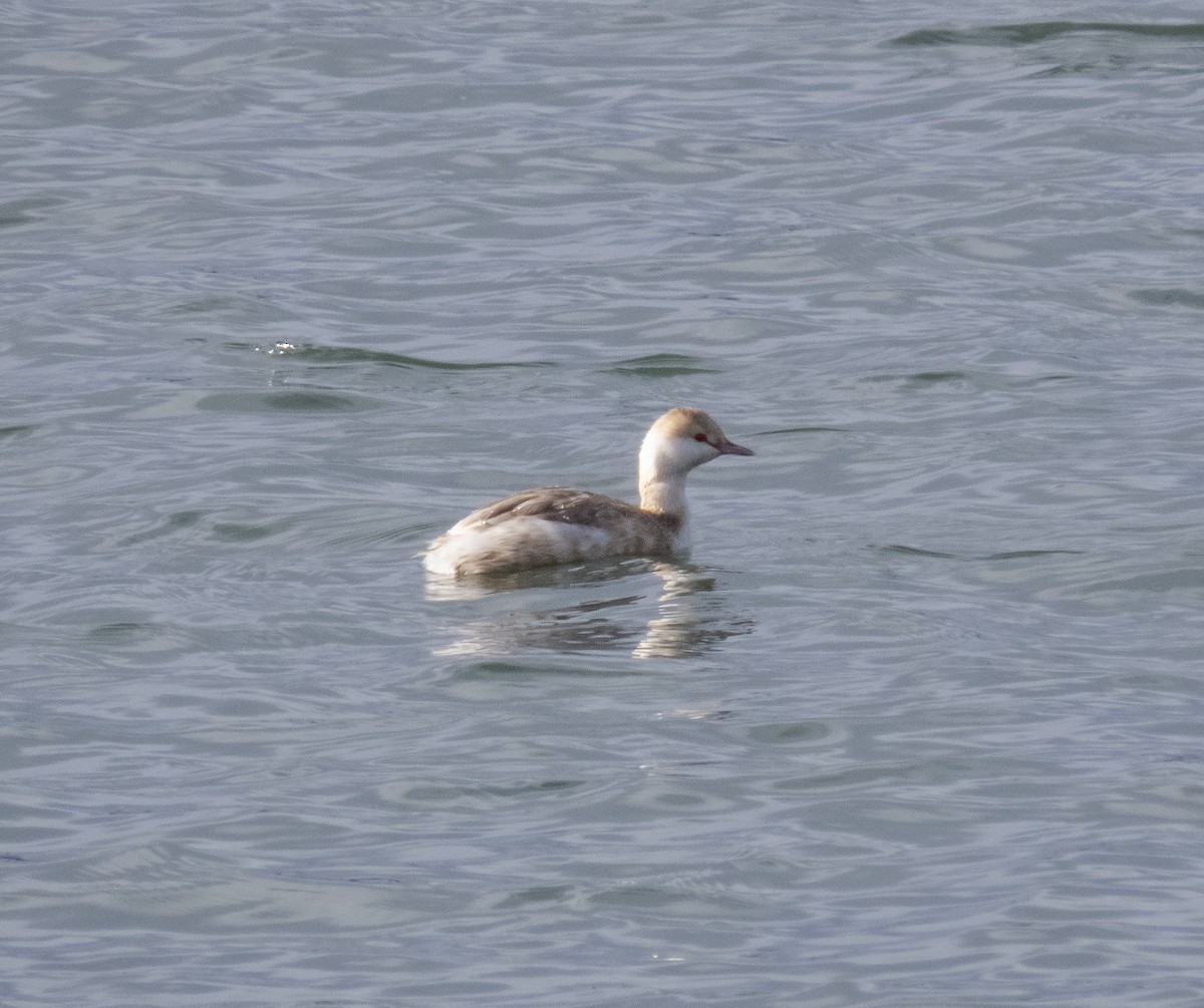 Horned Grebe - ML412058391