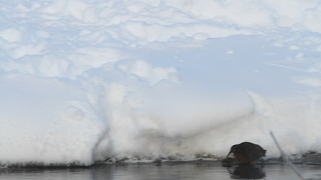 Virginia Rail - ML412059571