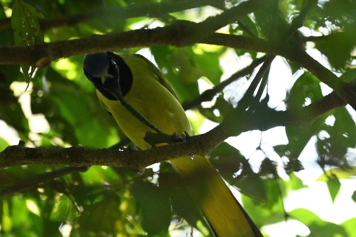 Green Jay - Teresa Pegan 🦋