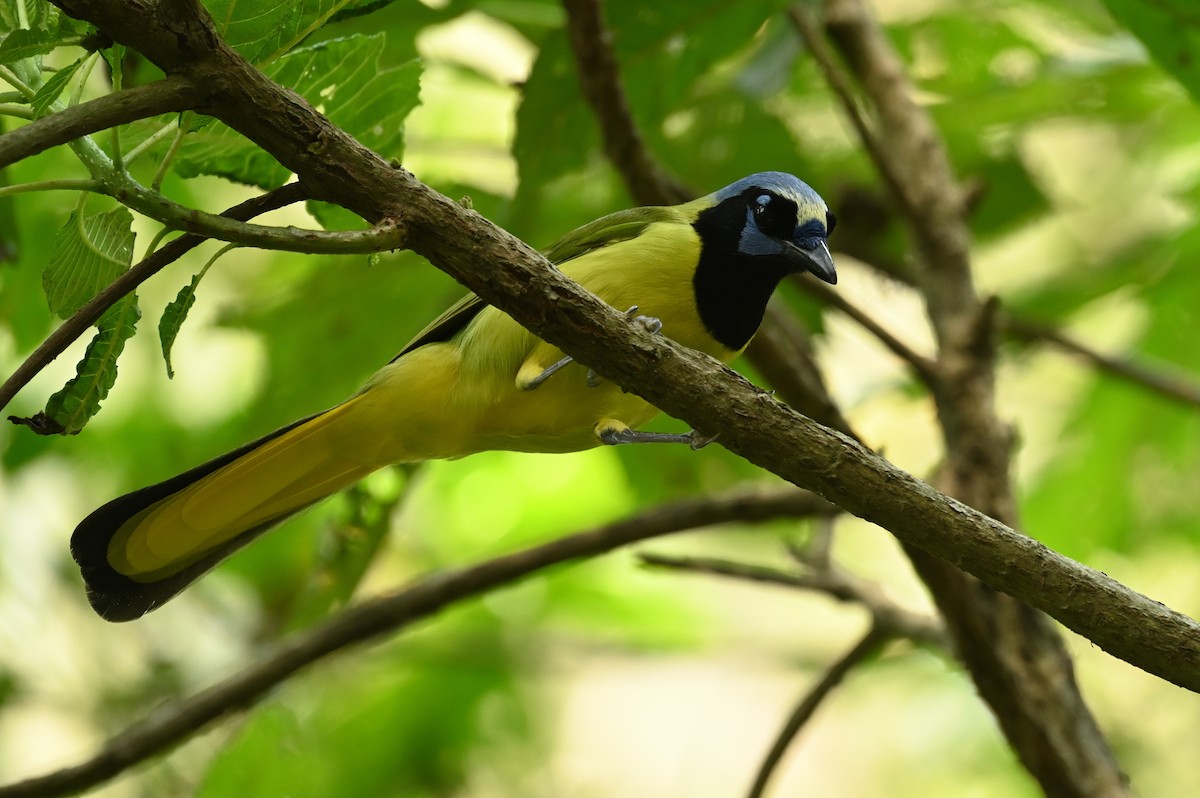 Green Jay - Teresa Pegan 🦋