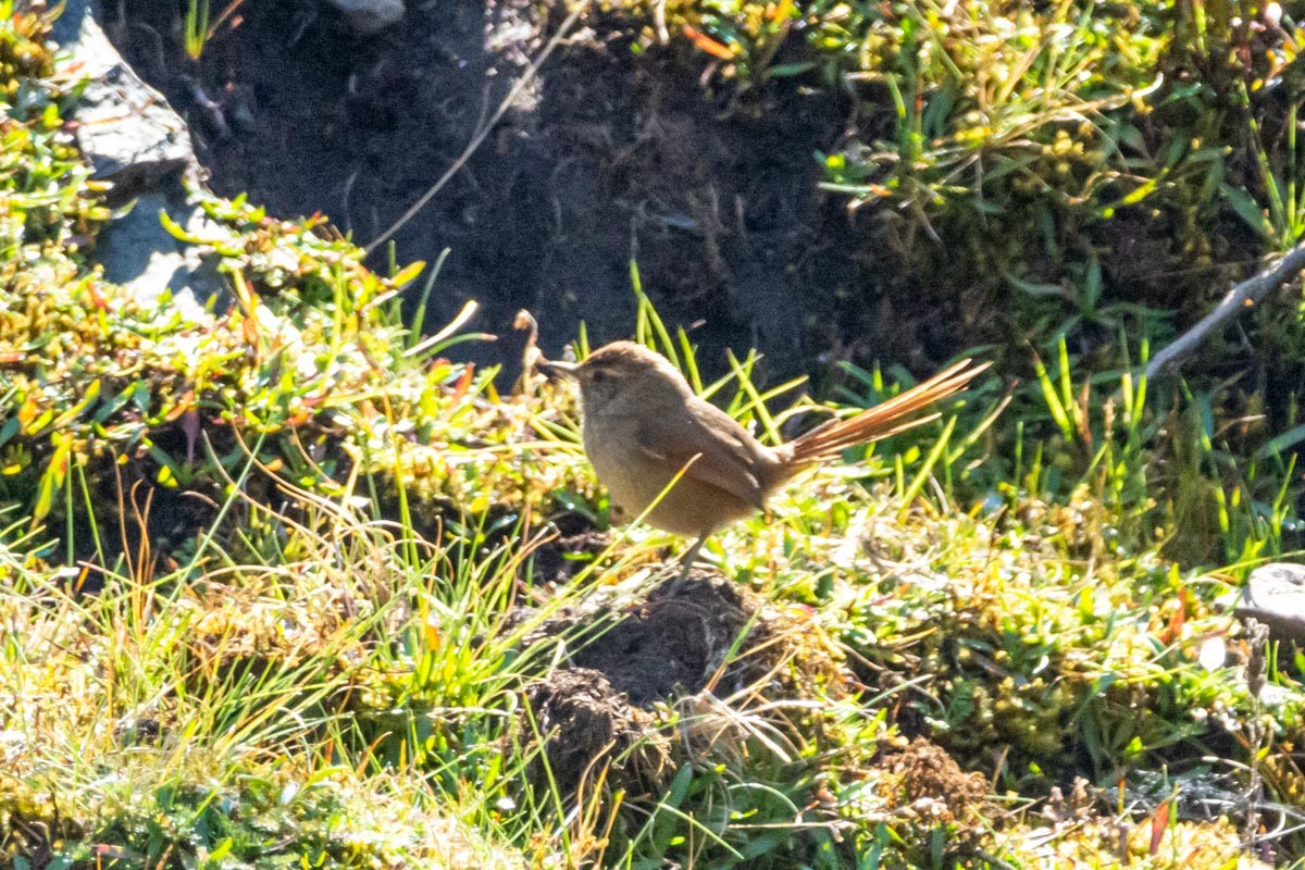 Rusty-fronted Canastero - Victor Hugo Michelini