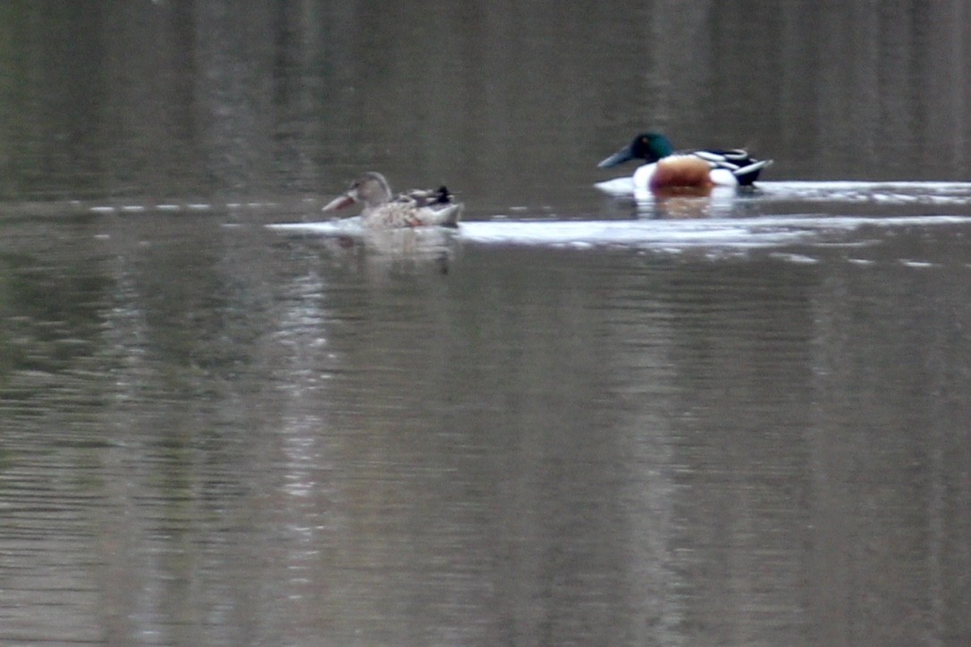 Northern Shoveler - ML412061181