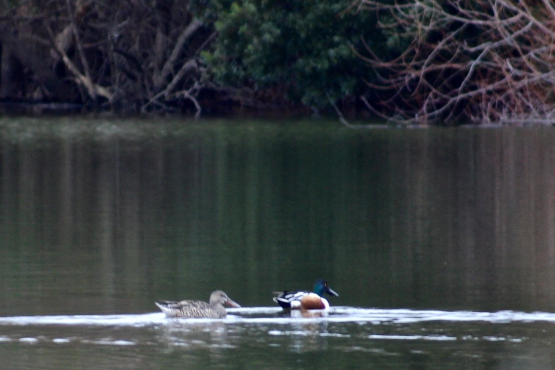 Northern Shoveler - ML412061191