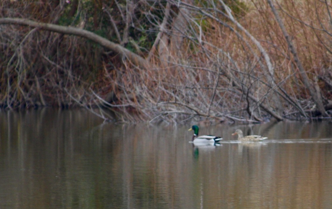 Mallard - ML412061281