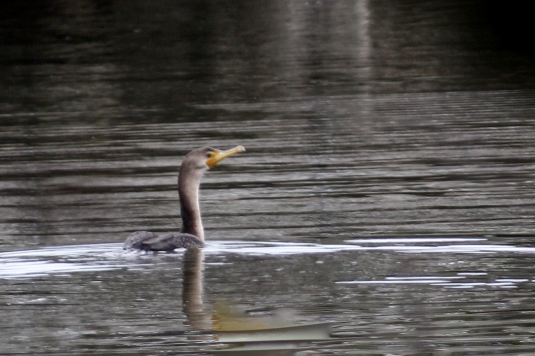 Double-crested Cormorant - ML412061331