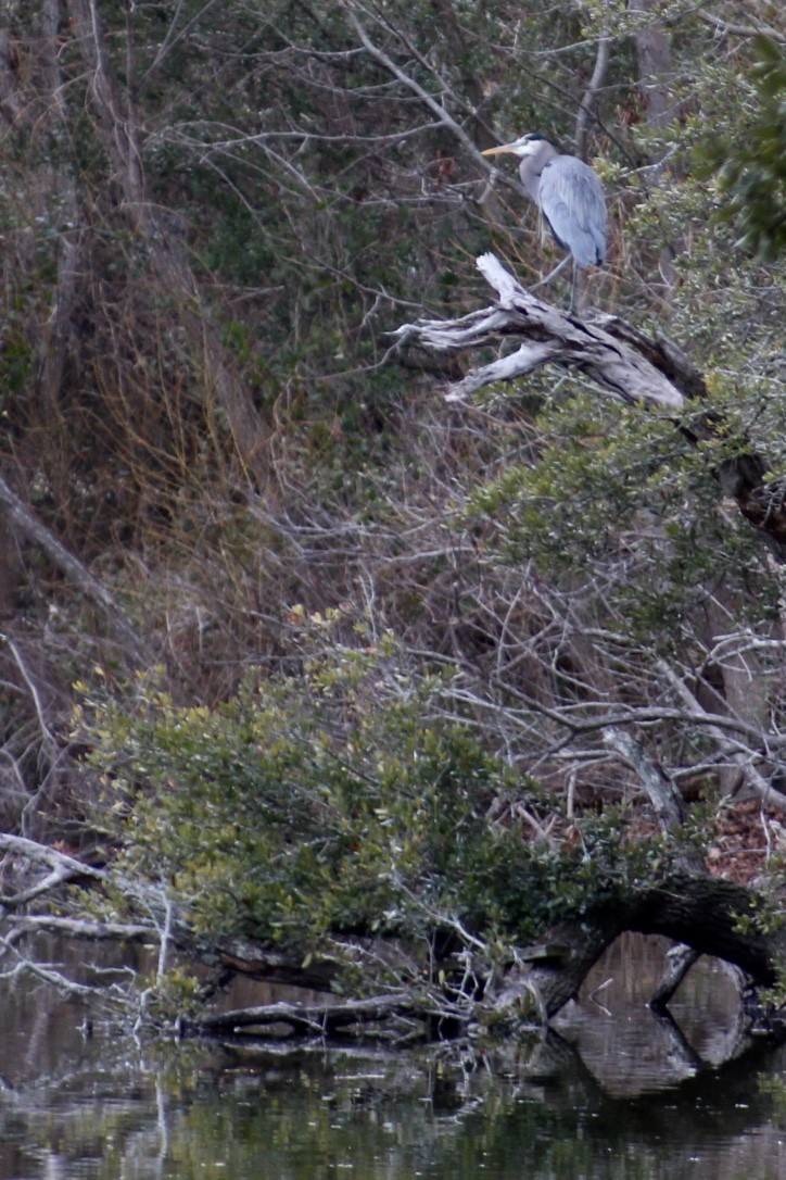 Great Blue Heron - ML412061541