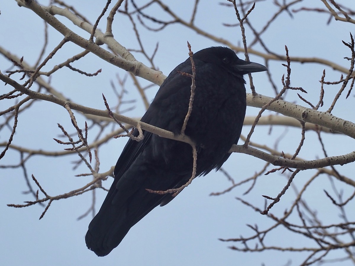 American Crow - Thierry Grandmont