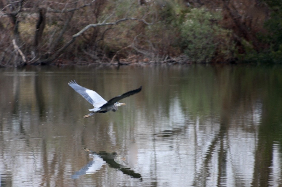 Great Blue Heron - ML412061711