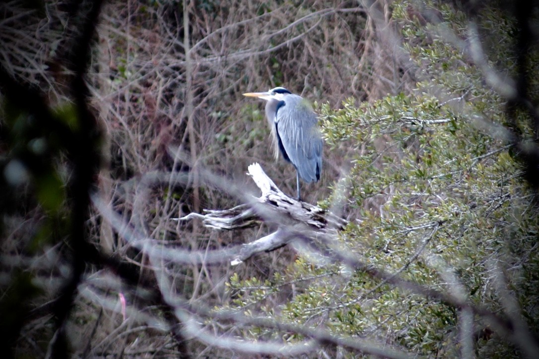 Great Blue Heron - ML412061721