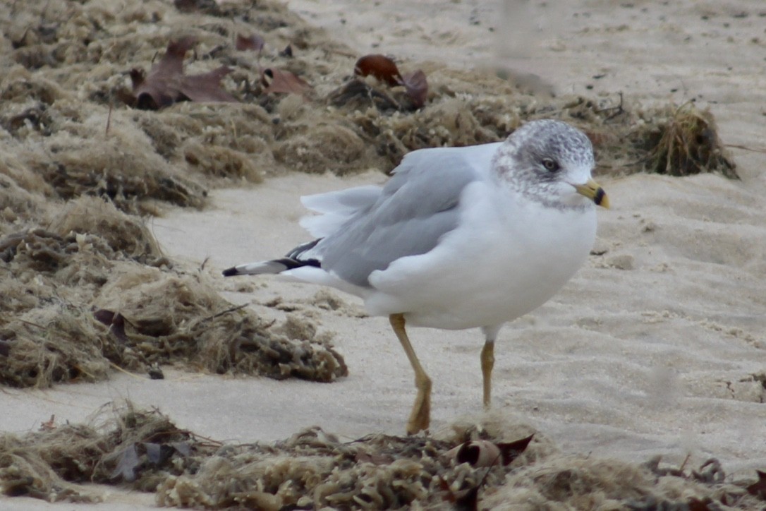 Ring-billed Gull - ML412061801