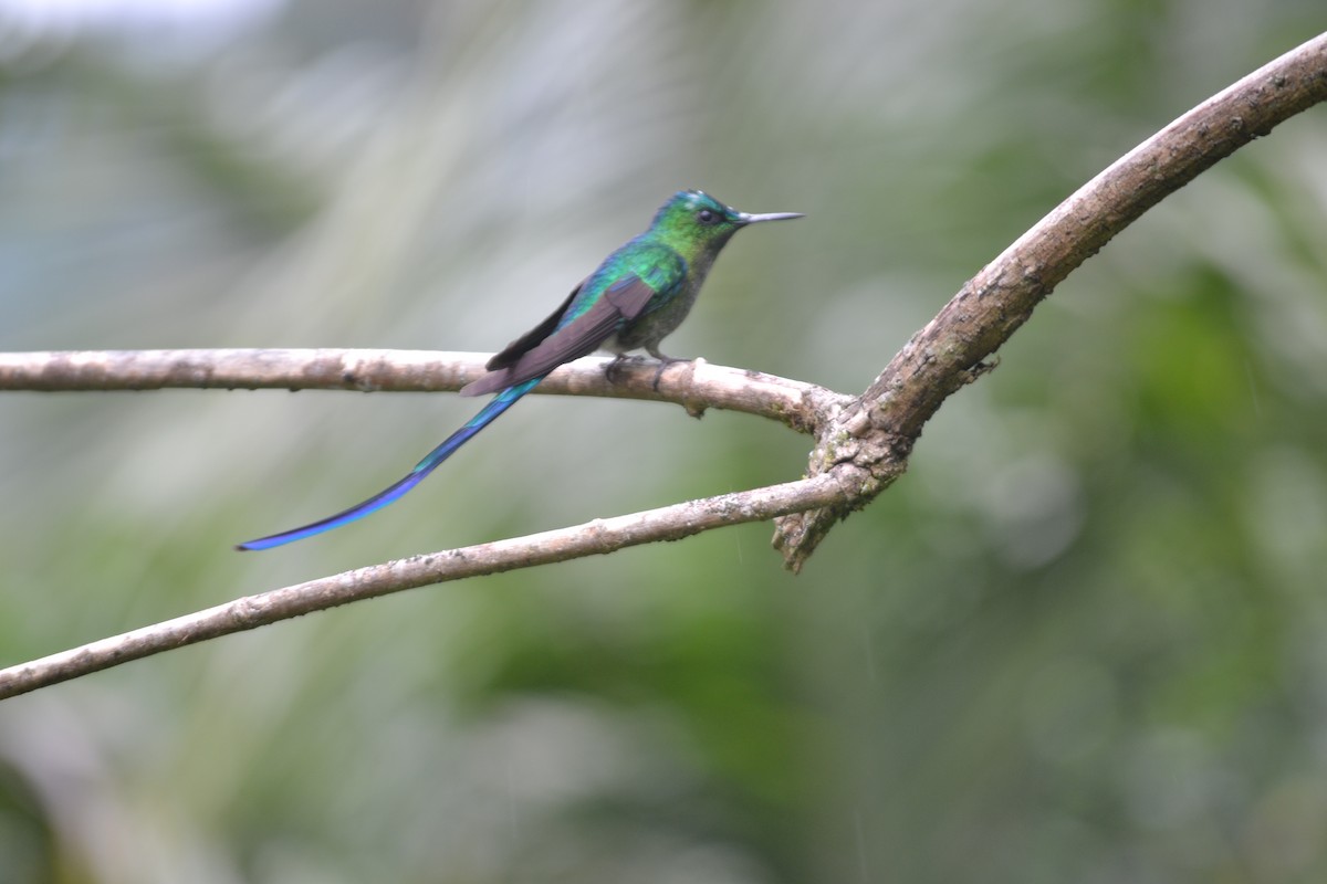 Long-tailed Sylph - ML412061861