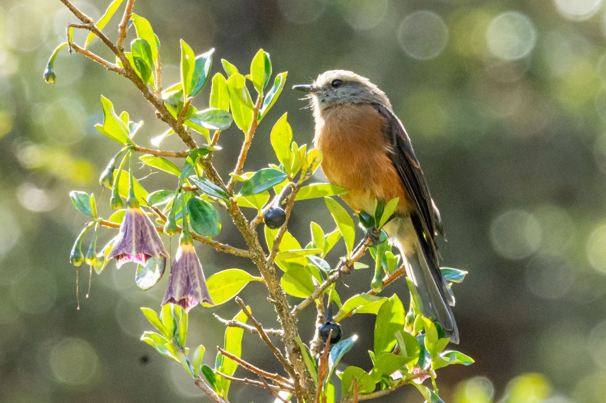 Brown-backed Chat-Tyrant - Victor Hugo Michelini