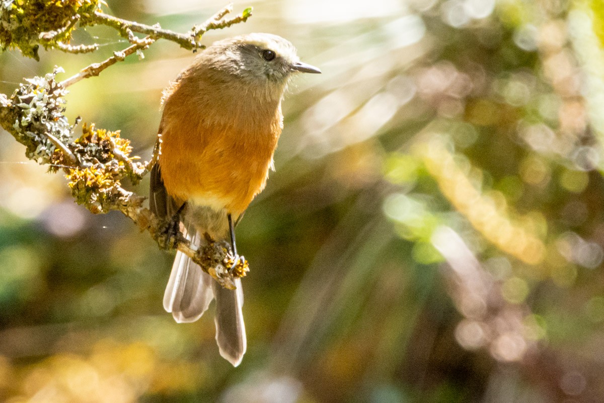 Brown-backed Chat-Tyrant - Victor Hugo Michelini