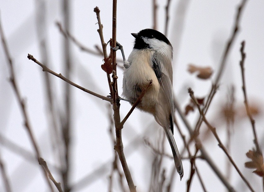 Black-capped Chickadee - ML41206311