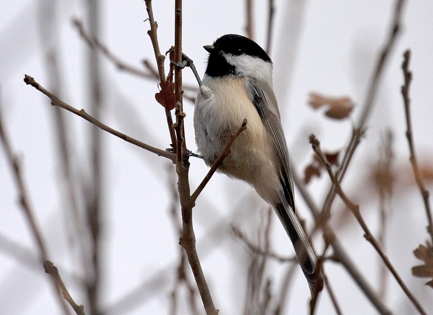 Black-capped Chickadee - ML41206321
