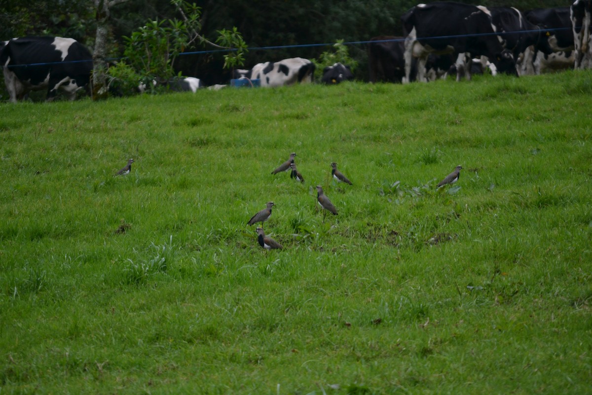 Southern Lapwing - ML412063331