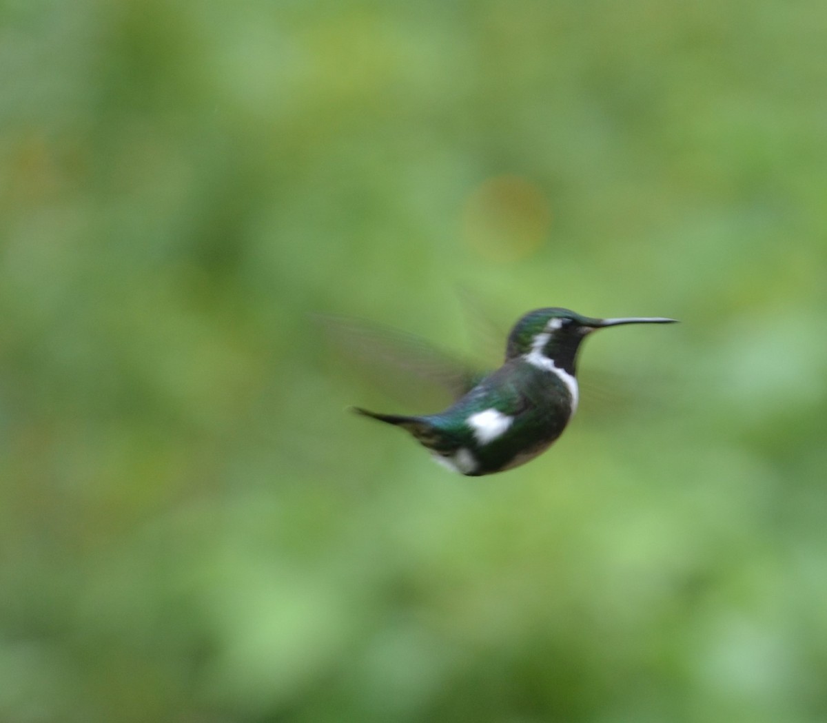 Colibrí de Mulsant - ML412063451