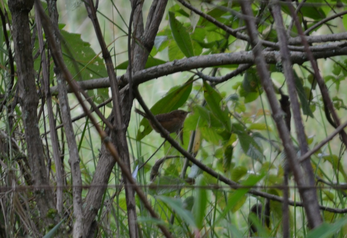 Grass Wren - Juliana Astudillo