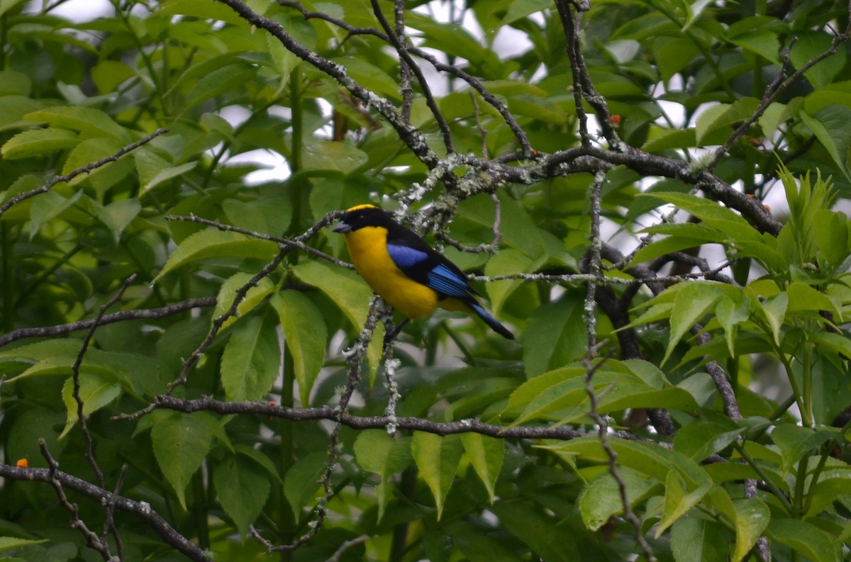 Blue-winged Mountain Tanager - ML412065441