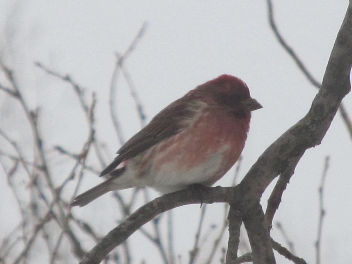 Purple Finch - ML41206631