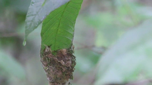 Reddish Hermit - ML412066811