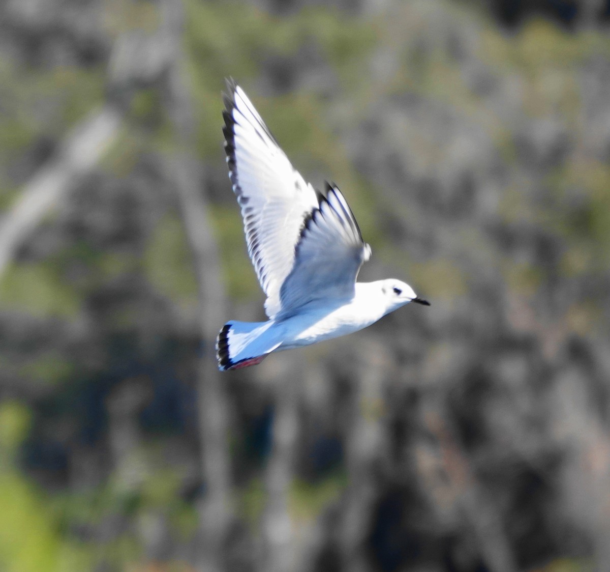 Bonaparte's Gull - ML412067871