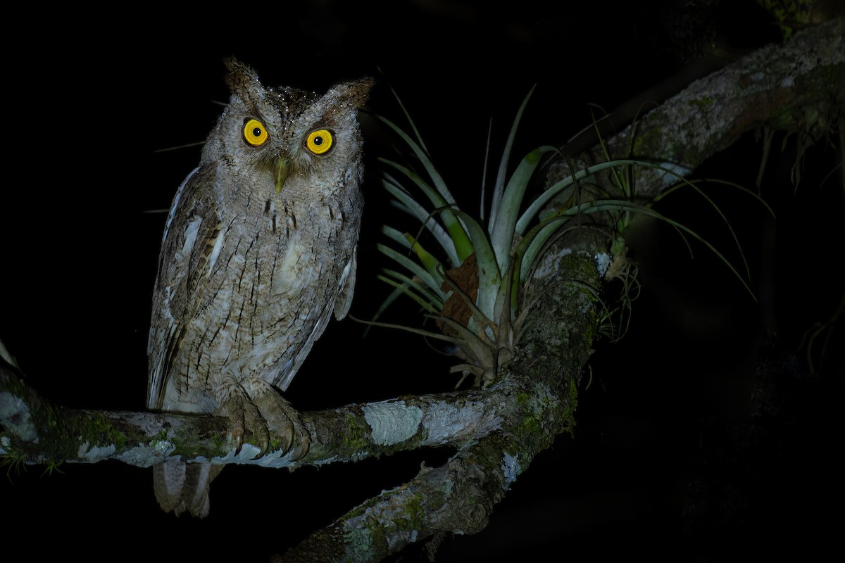 Pacific Screech-Owl - ML412068211