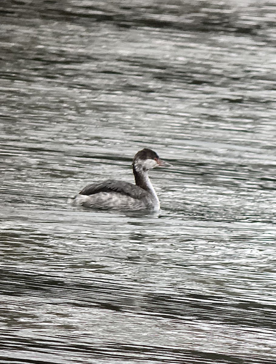 Horned Grebe - Rick Heil