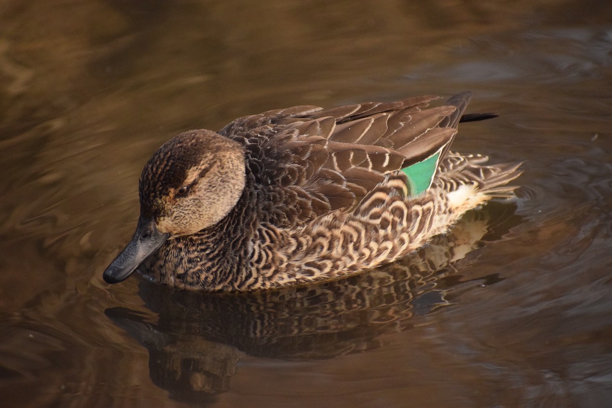 Green-winged Teal - ML412069461