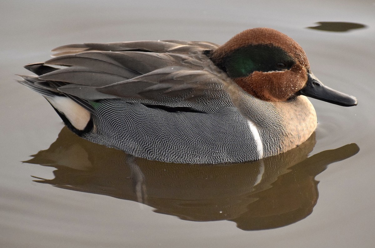 Green-winged Teal - ML412069501
