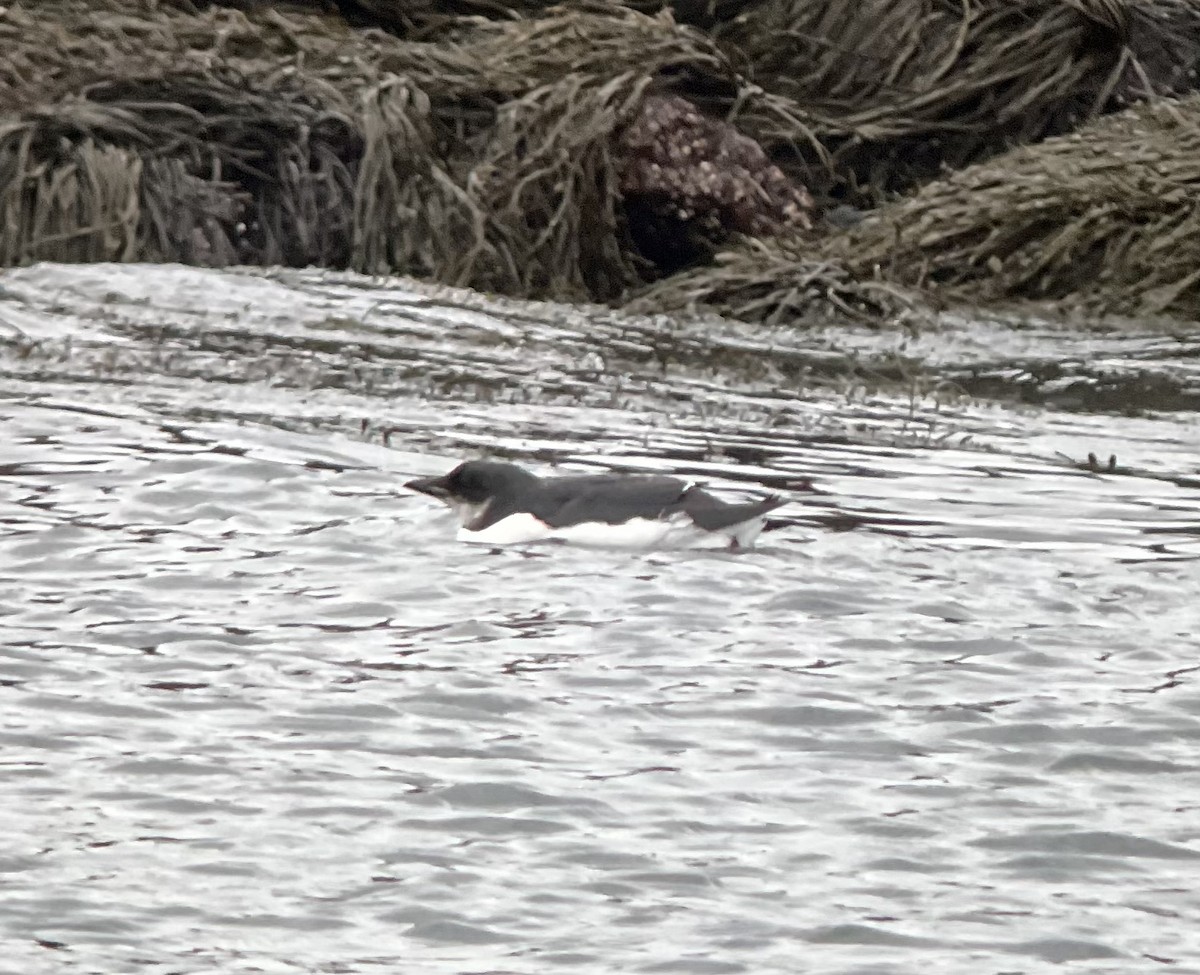 Thick-billed Murre - ML412070261