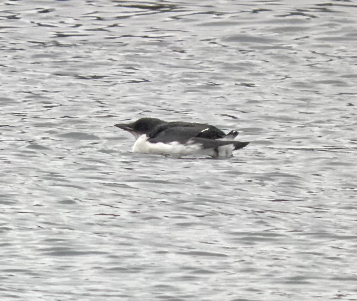 Thick-billed Murre - ML412070271