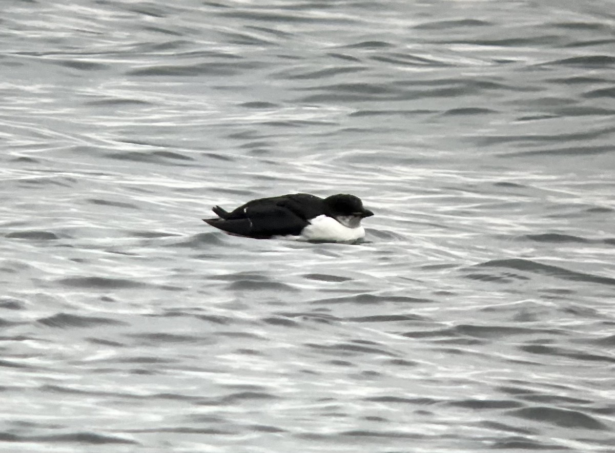 Thick-billed Murre - ML412070331