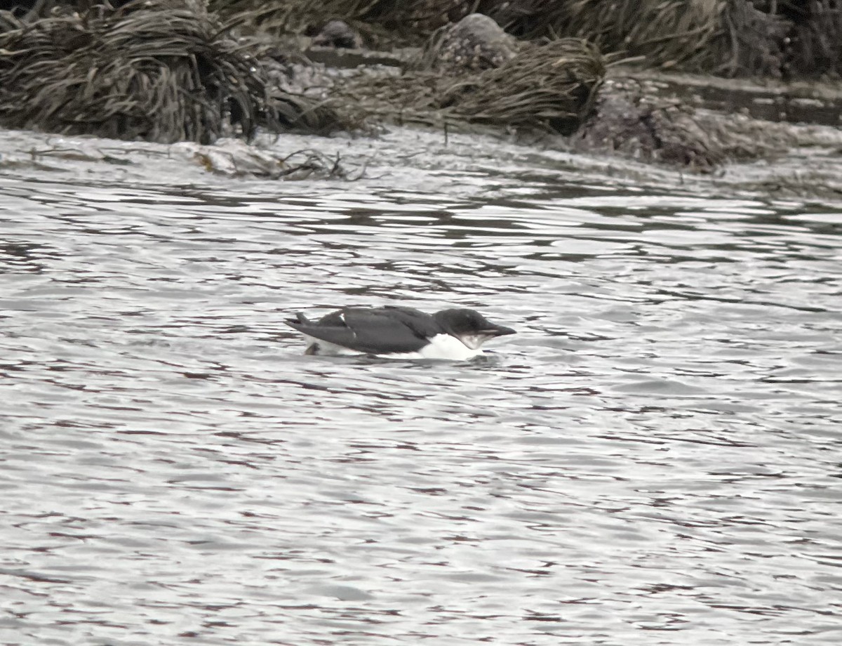 Thick-billed Murre - ML412070361